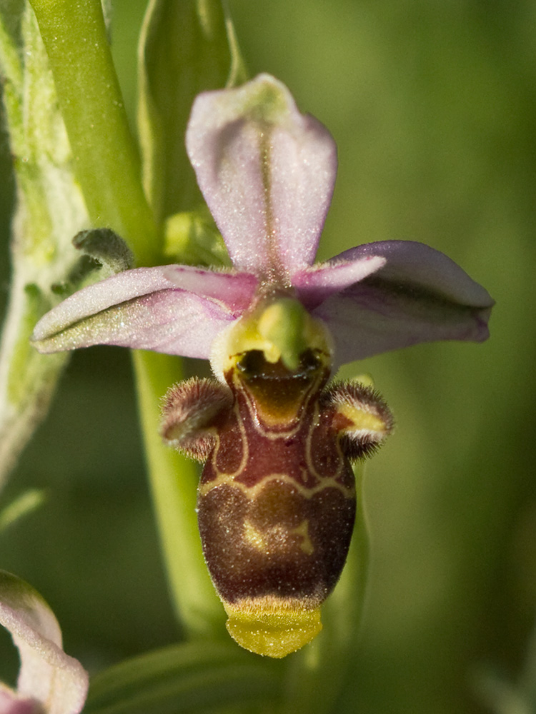 Orquídea perdiz (Ophrys scolopax)