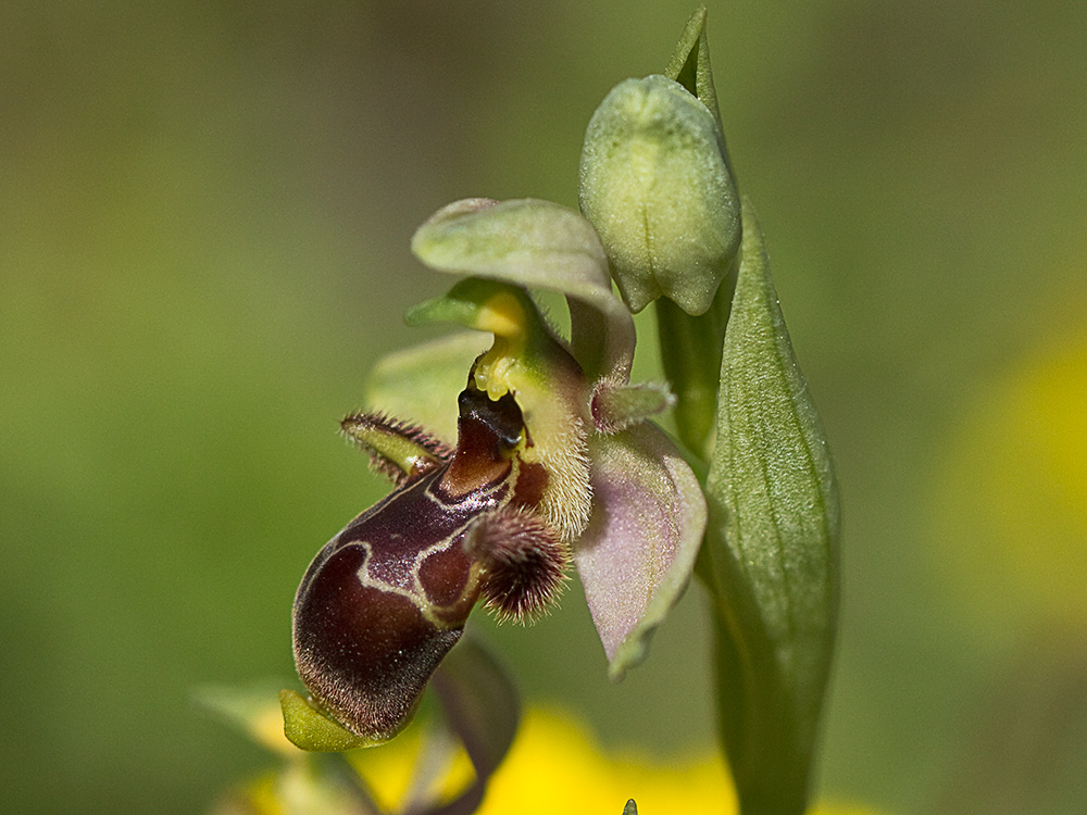 Orquídea perdiz (Ophrys scolopax)