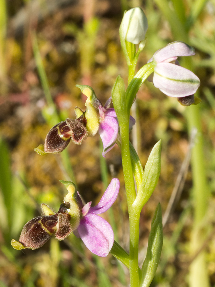 Orquídea perdiz (Ophrys scolopax)