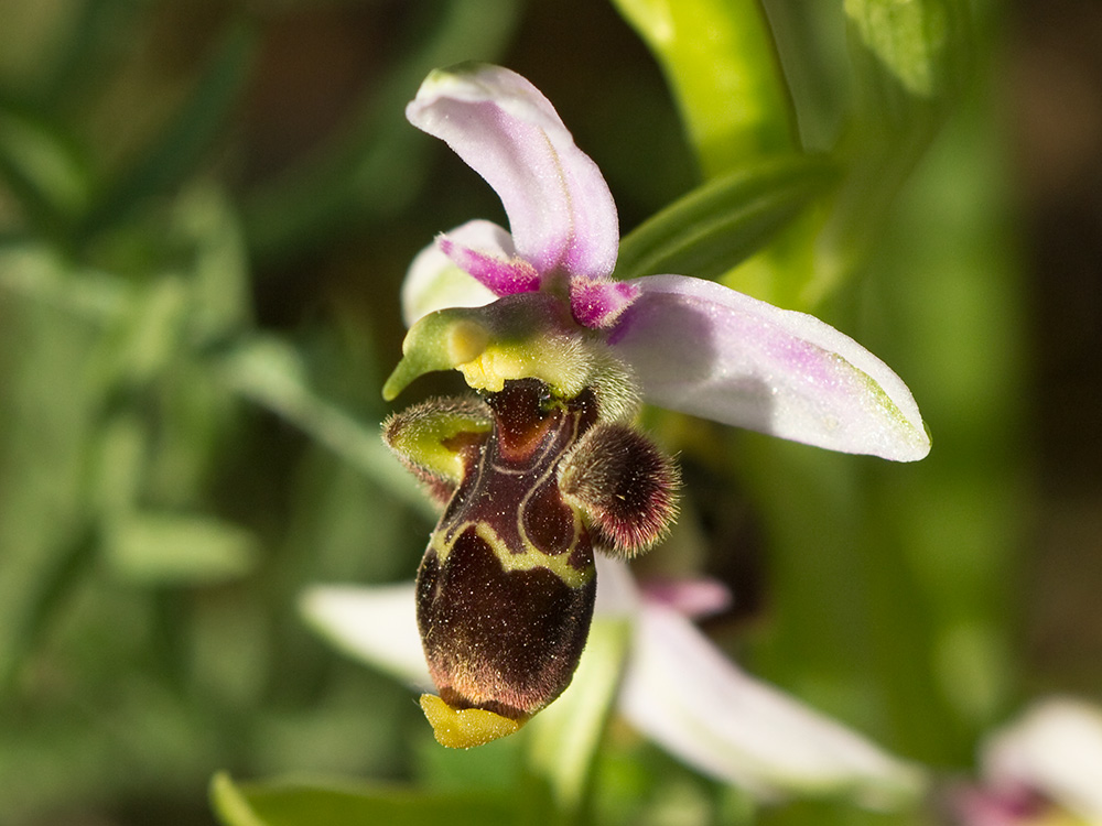 Orquídea perdiz (Ophrys scolopax)