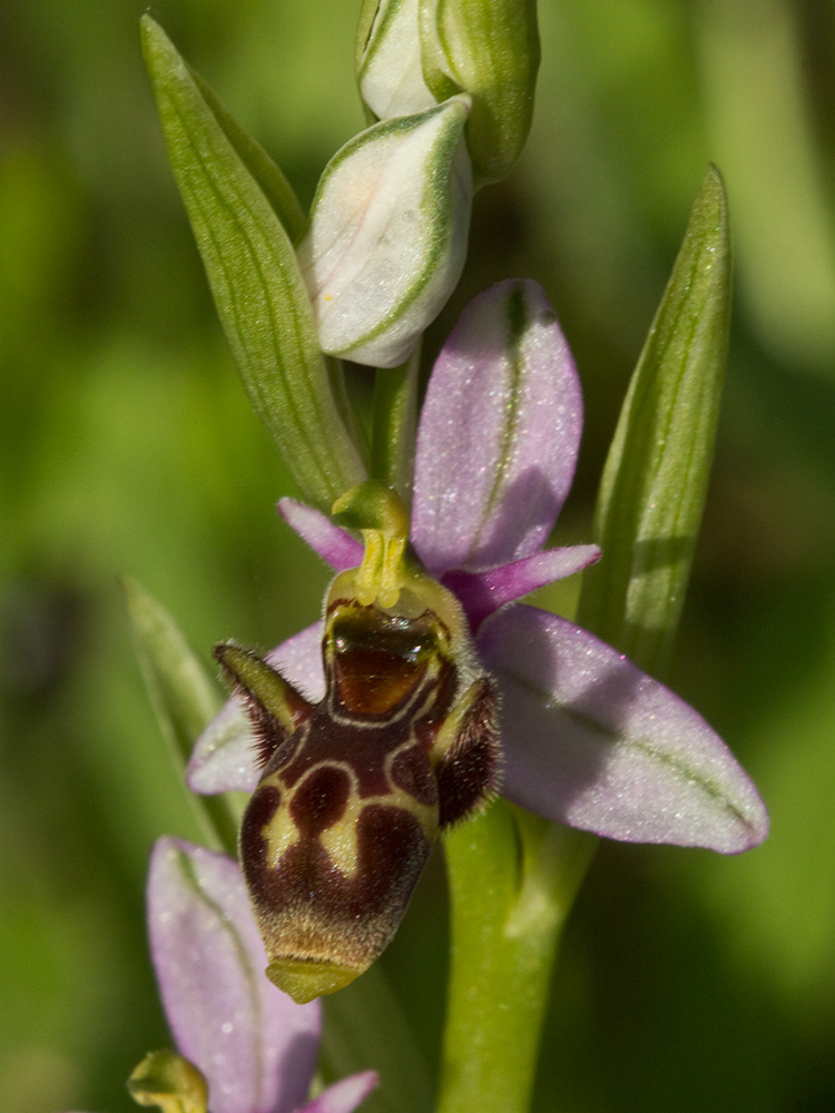 Orquídea perdiz (Ophrys scolopax)