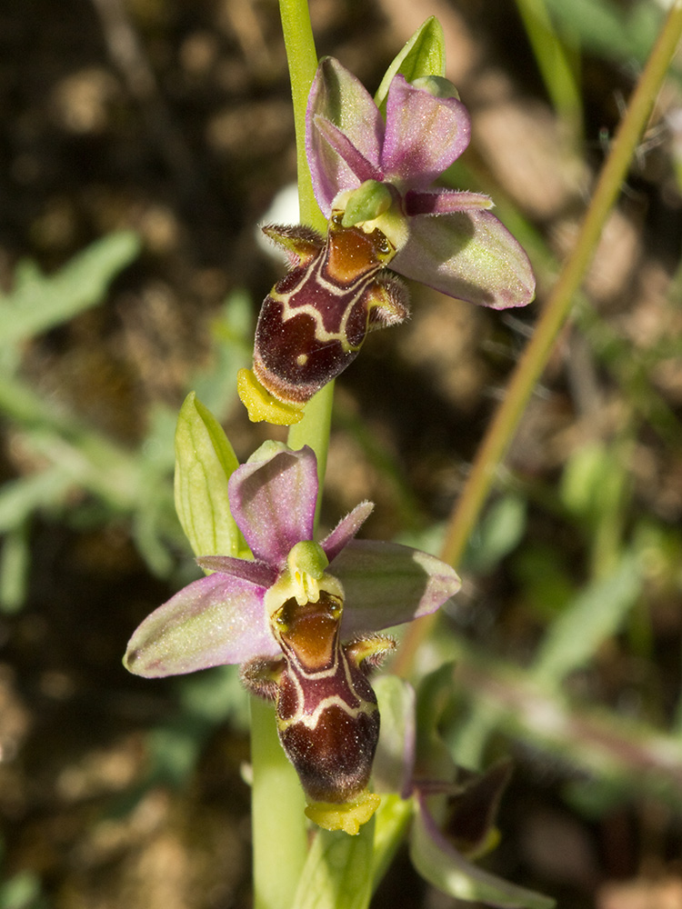 Orquídea perdiz (Ophrys scolopax)