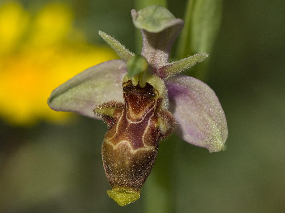 Orquídea perdiz (Ophrys scolopax)