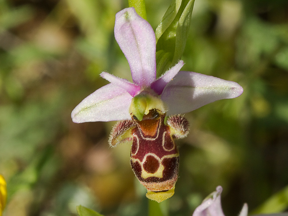 Orquídea perdiz (Ophrys scolopax)