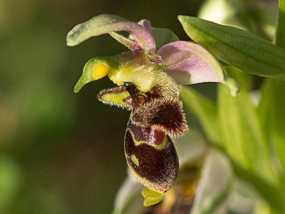 Orquídea perdiz (Ophrys scolopax)