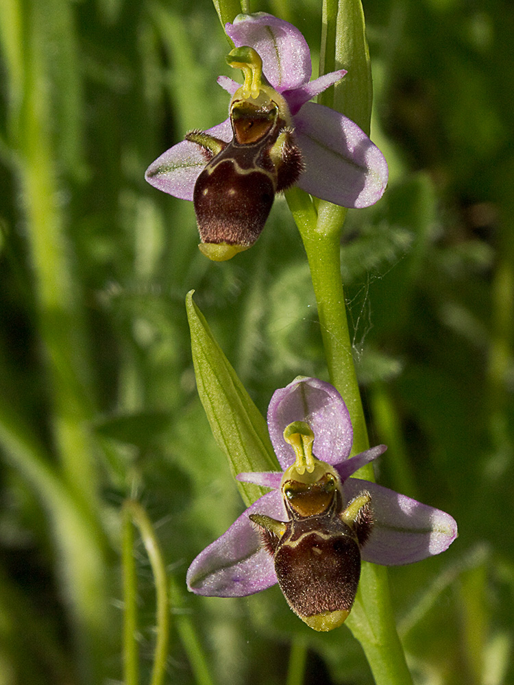 Orquídea perdiz (Ophrys scolopax)
