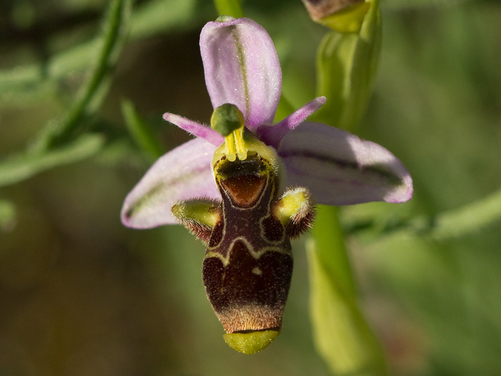 Orquídea perdiz (Ophrys scolopax)
