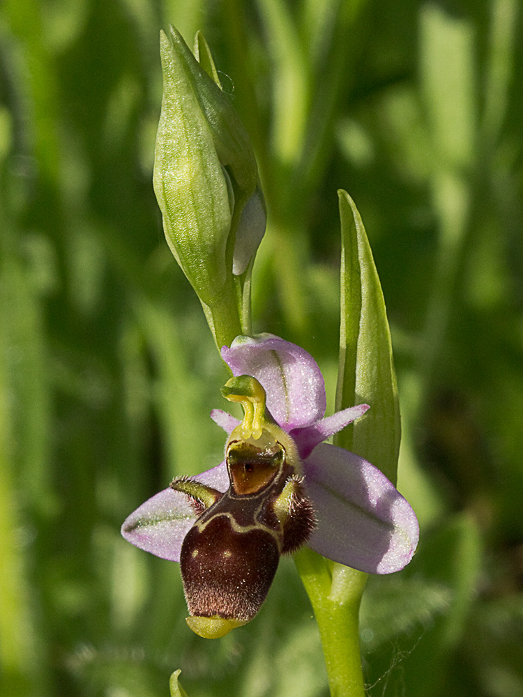 Orquídea perdiz (Ophrys scolopax)