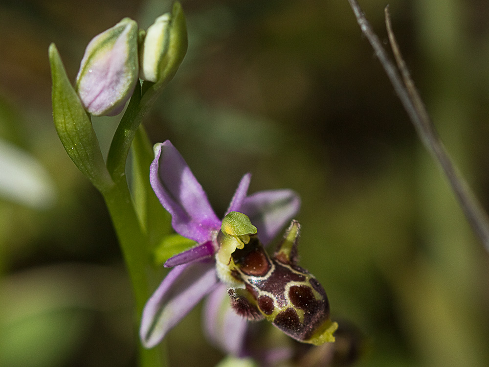 Orquídea perdiz (Ophrys scolopax)