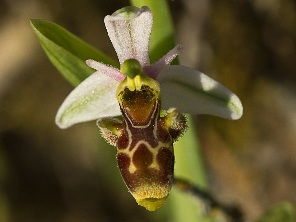 Orquídea perdiz (Ophrys scolopax)