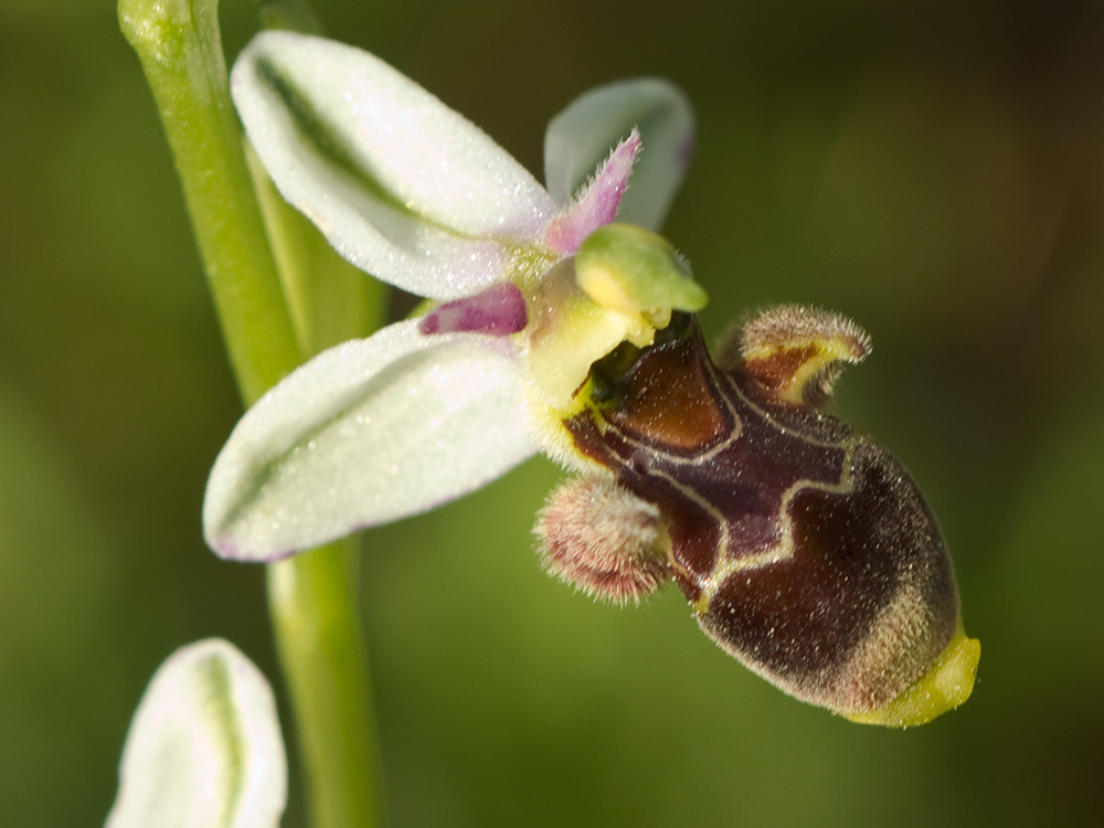 Orquídea perdiz (Ophrys scolopax)