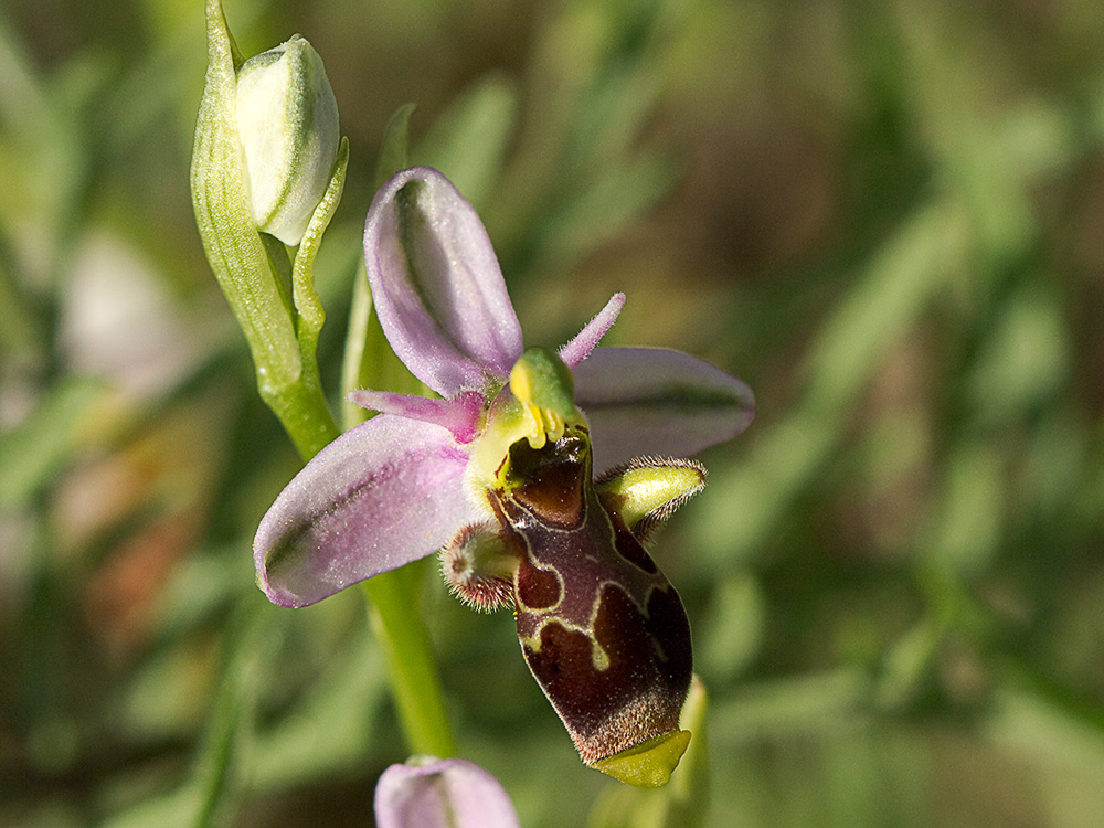 Orquídea perdiz (Ophrys scolopax)