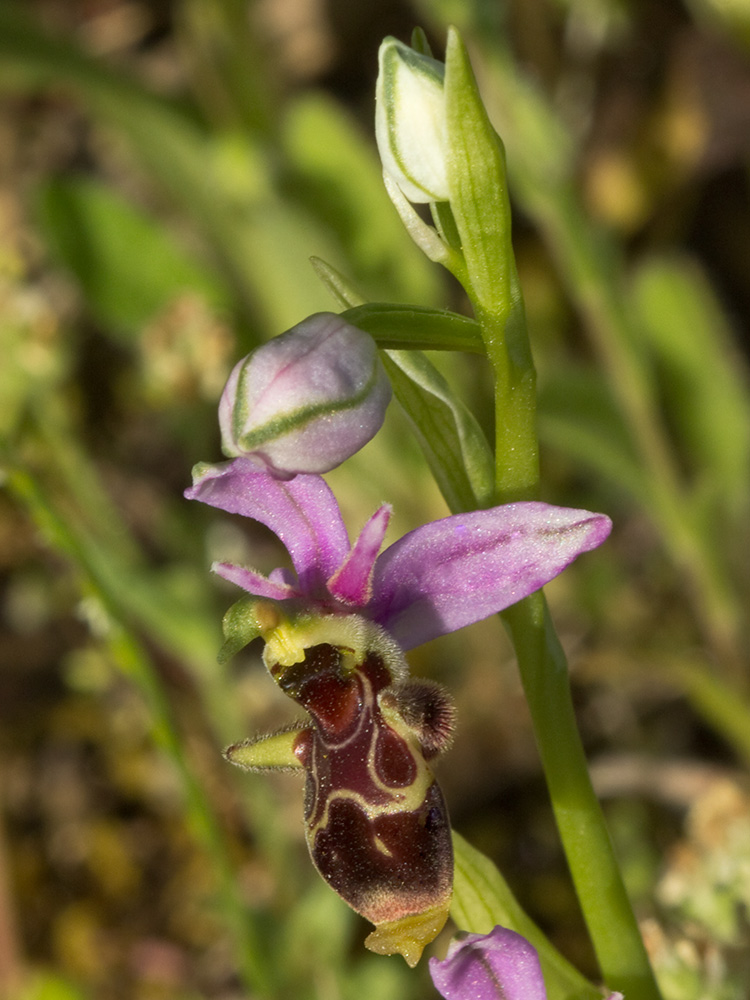 Orquídea perdiz (Ophrys scolopax)
