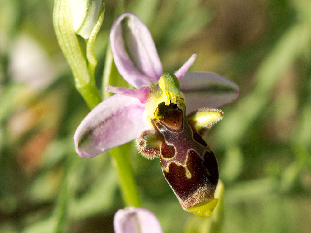 Orquídea perdiz (Ophrys scolopax)