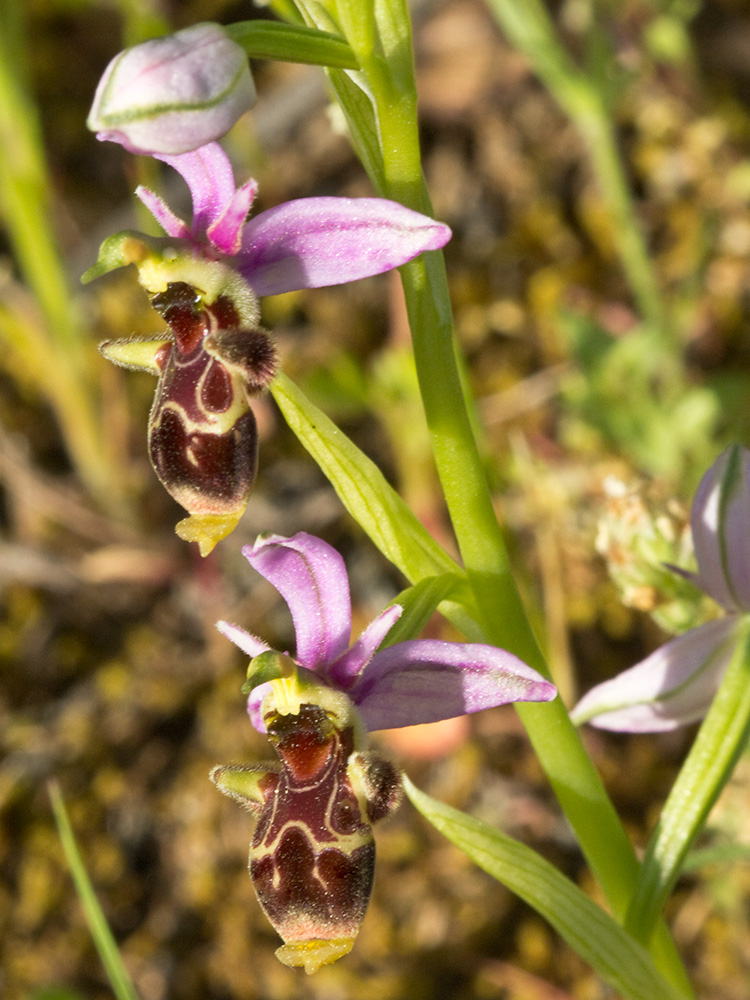 Orquídea perdiz (Ophrys scolopax)