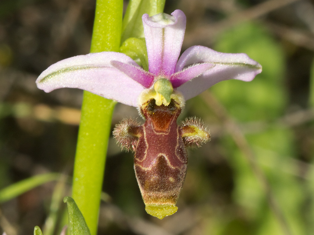 Orquídea perdiz (Ophrys scolopax)