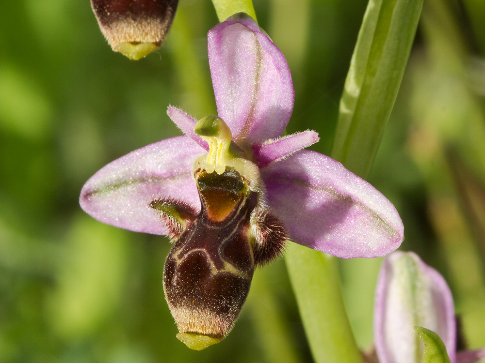 Orquídea perdiz (Ophrys scolopax)