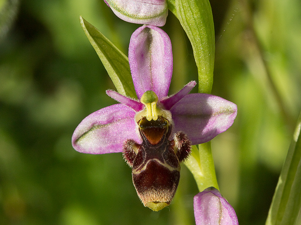 Orquídea perdiz (Ophrys scolopax)