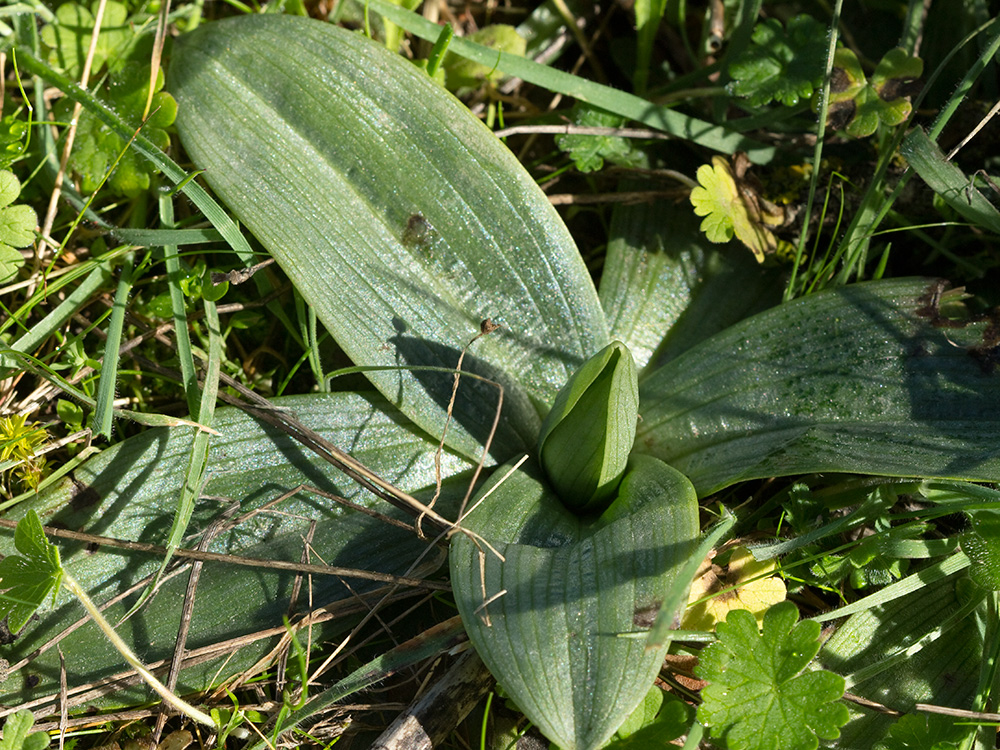 Orqu&iacute;dea avispa, hojas
