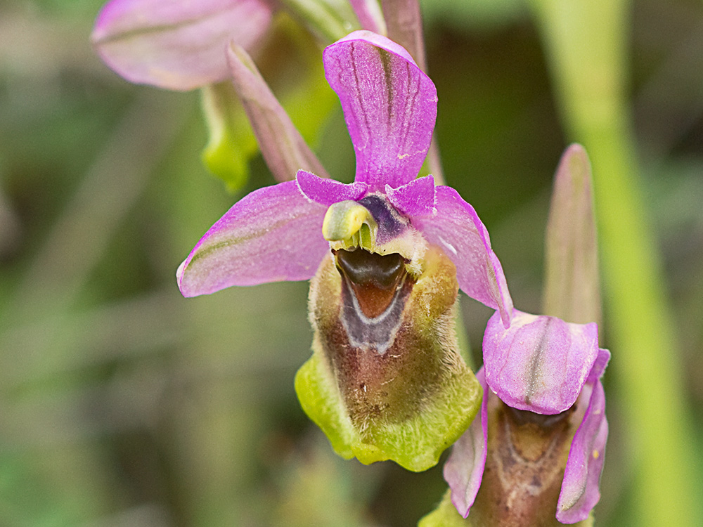 Orquídea avispa (Ophrys tenthredinifera)