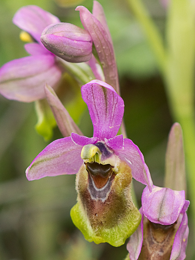 Orquídea avispa (Ophrys tenthredinifera)