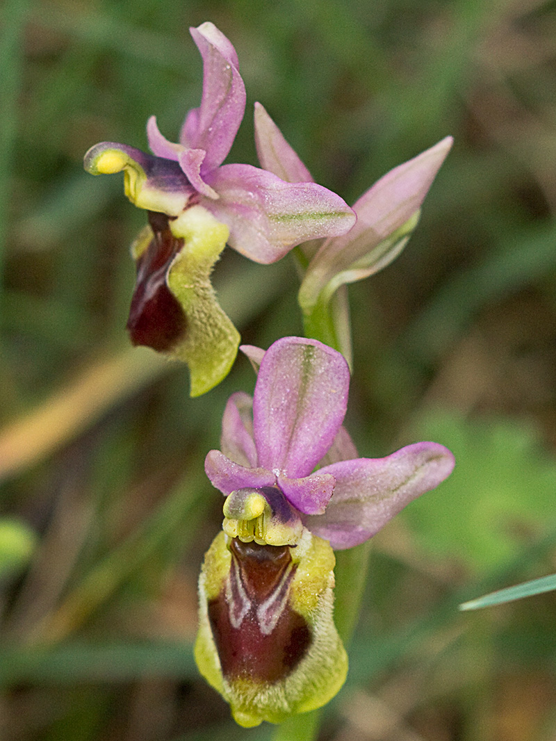 Orquídea avispa (Ophrys tenthredinifera)