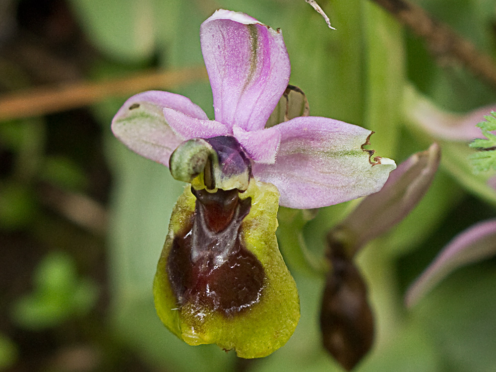 Orquídea avispa (Ophrys tenthredinifera)