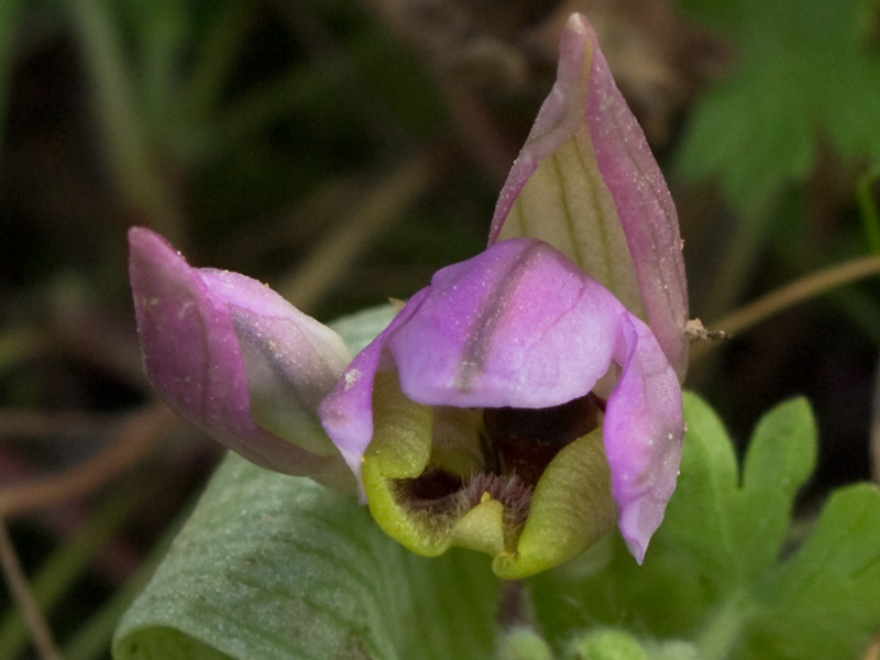 Orquídea avispa (Ophrys tenthredinifera)