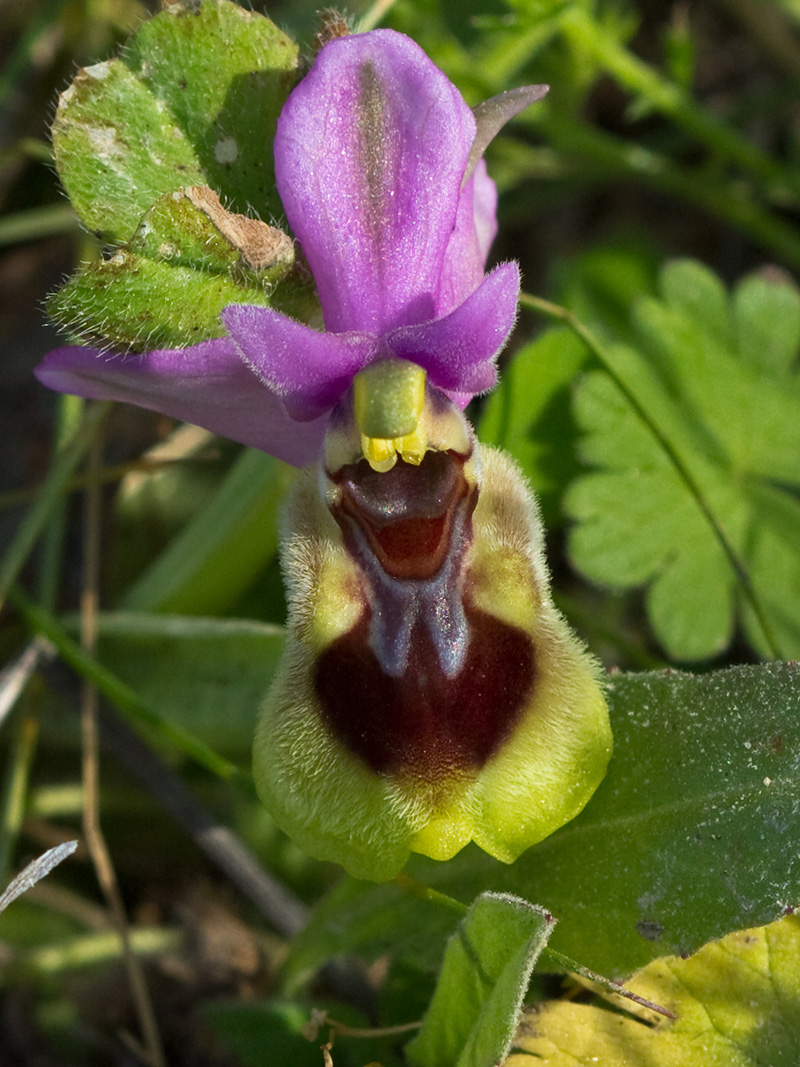 Orquídea avispa (Ophrys tenthredinifera)
