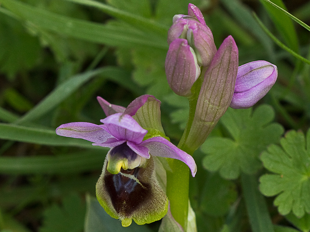 Orquídea avispa (Ophrys tenthredinifera)
