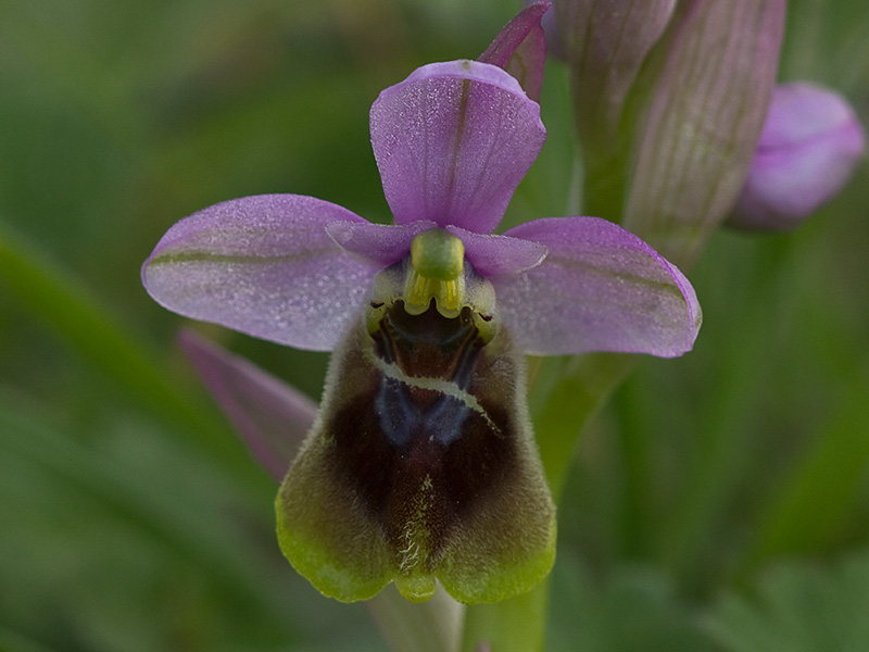 Orquídea avispa (Ophrys tenthredinifera)