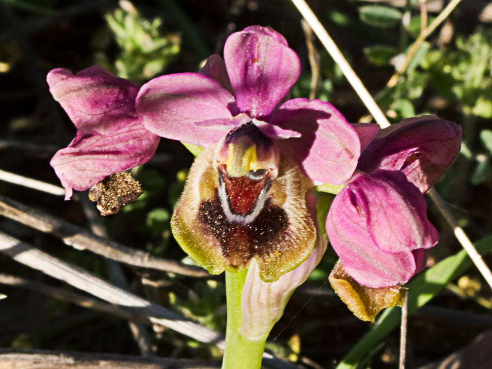 Orquídea avispa (Ophrys tenthredinifera)