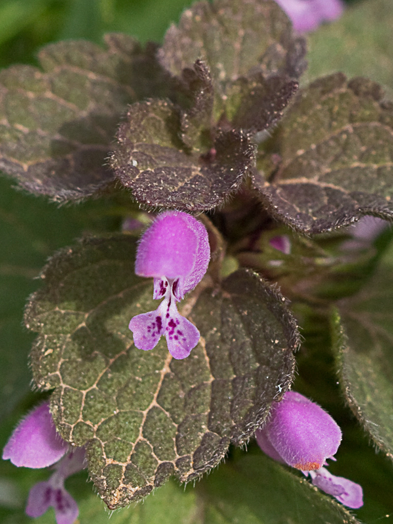 Ortiga híbrida (Lamium hybridum)