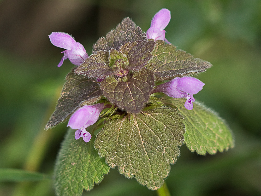Lamio púrpura u ortiga roja (Lamium purpureum)