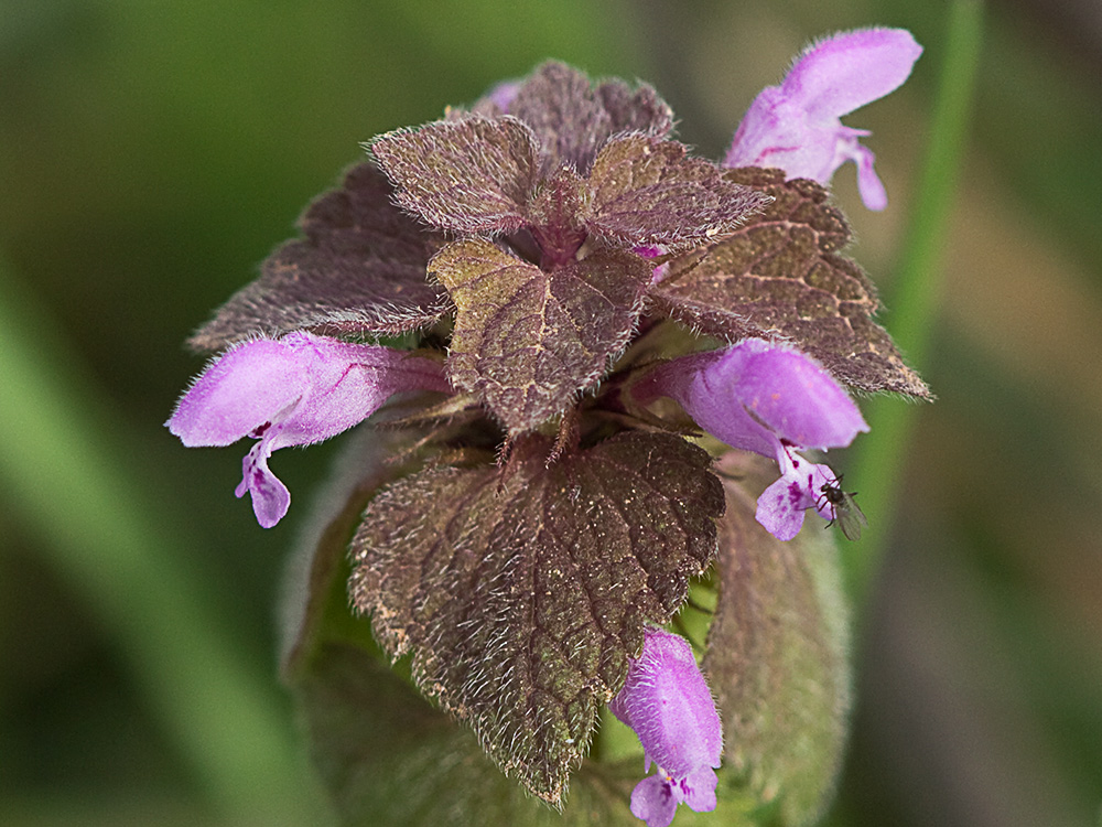Lamio púrpura u ortiga roja (Lamium purpureum)