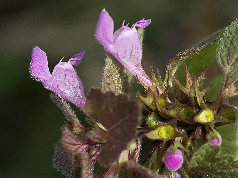Lamio púrpura u ortiga roja (Lamium purpureum)