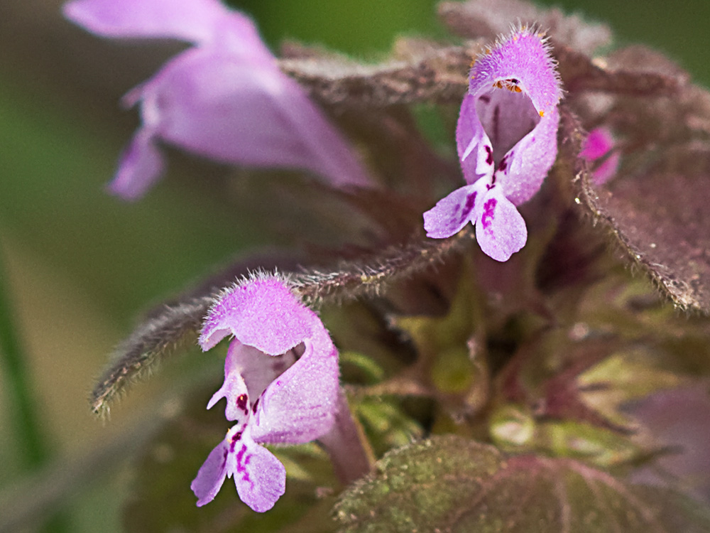 Lamio púrpura u ortiga roja (Lamium purpureum)