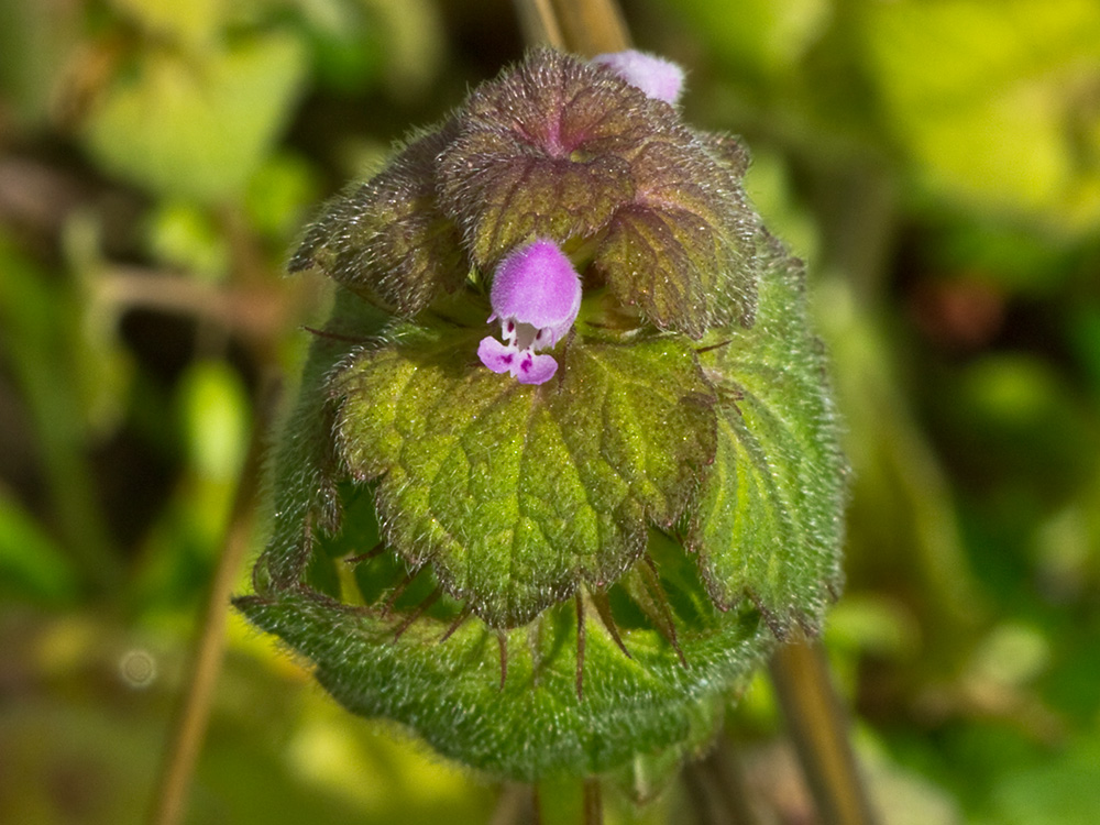 Lamio púrpura u ortiga roja (Lamium purpureum)