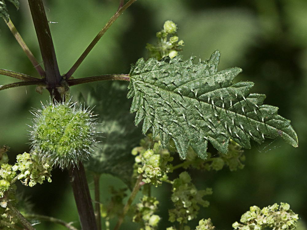 Ortiga romana (Urtica pilulifera)