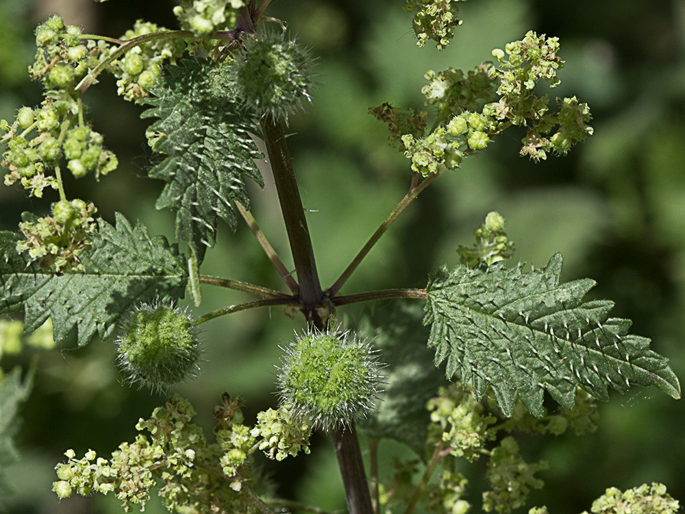 Ortiga romana (Urtica pilulifera)