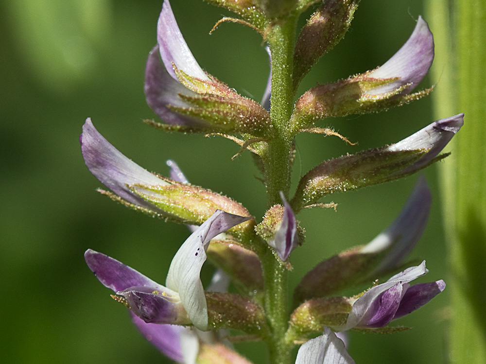 Glycyrrhiza glabra