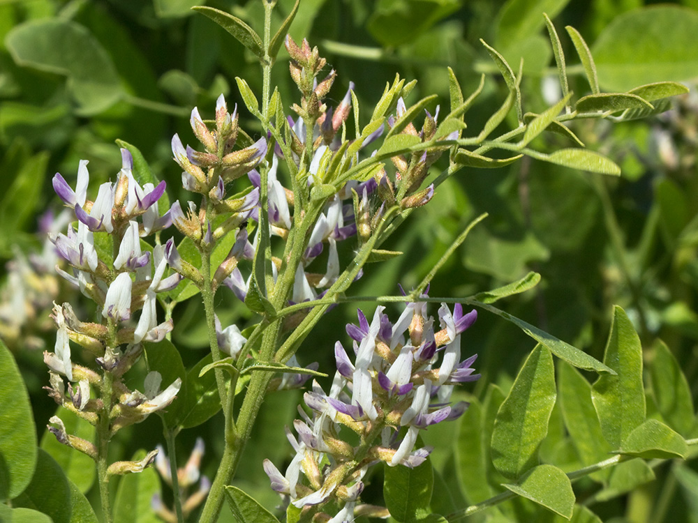 Glycyrrhiza glabra