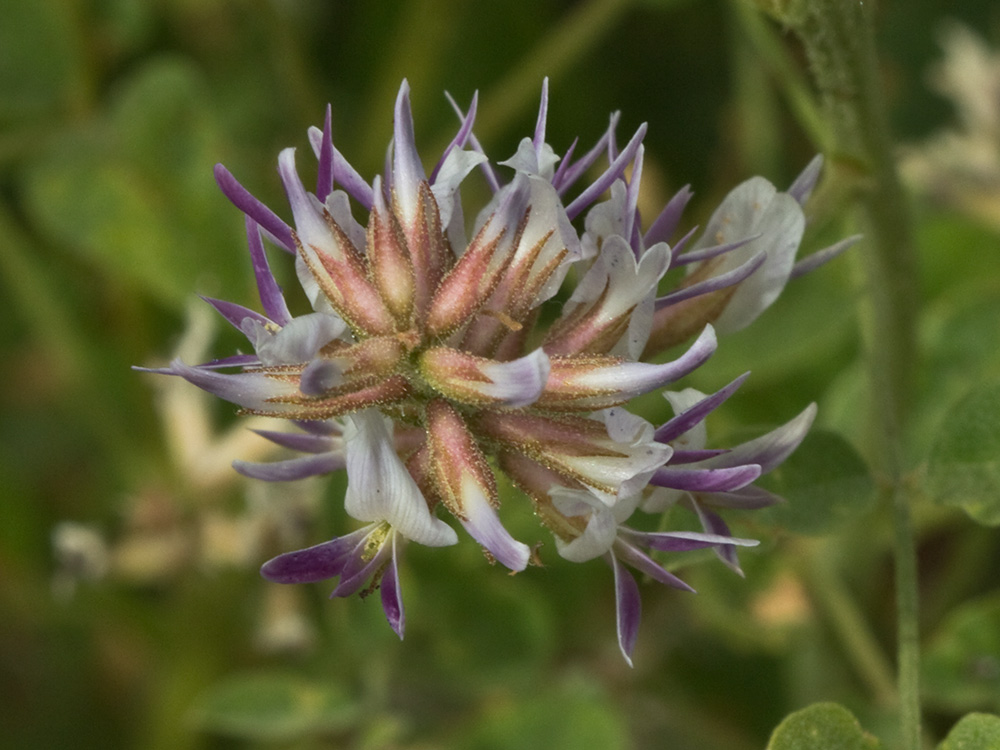 Glycyrrhiza glabra