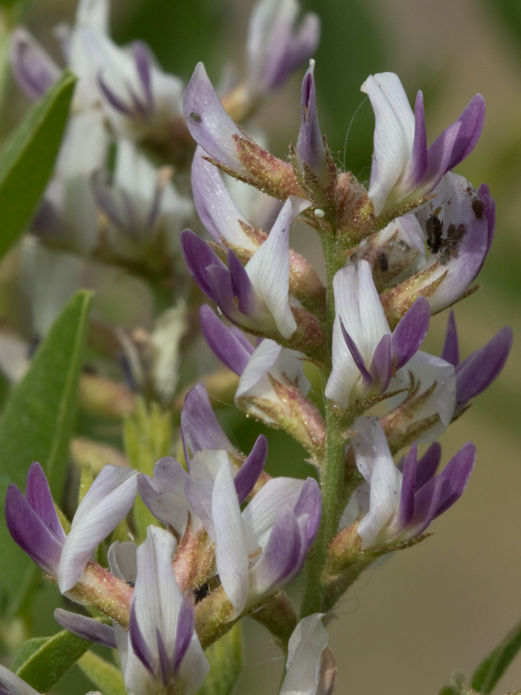 Glycyrrhiza glabra