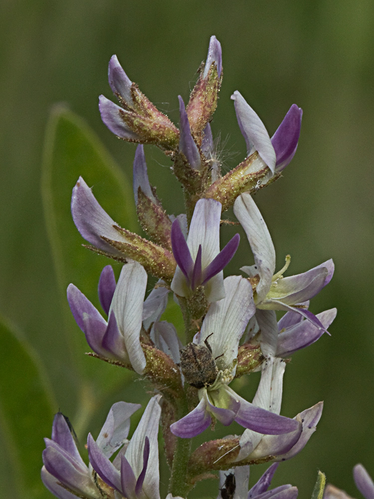 Glycyrrhiza glabra