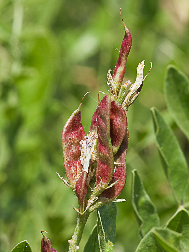 Glycyrrhiza glabra