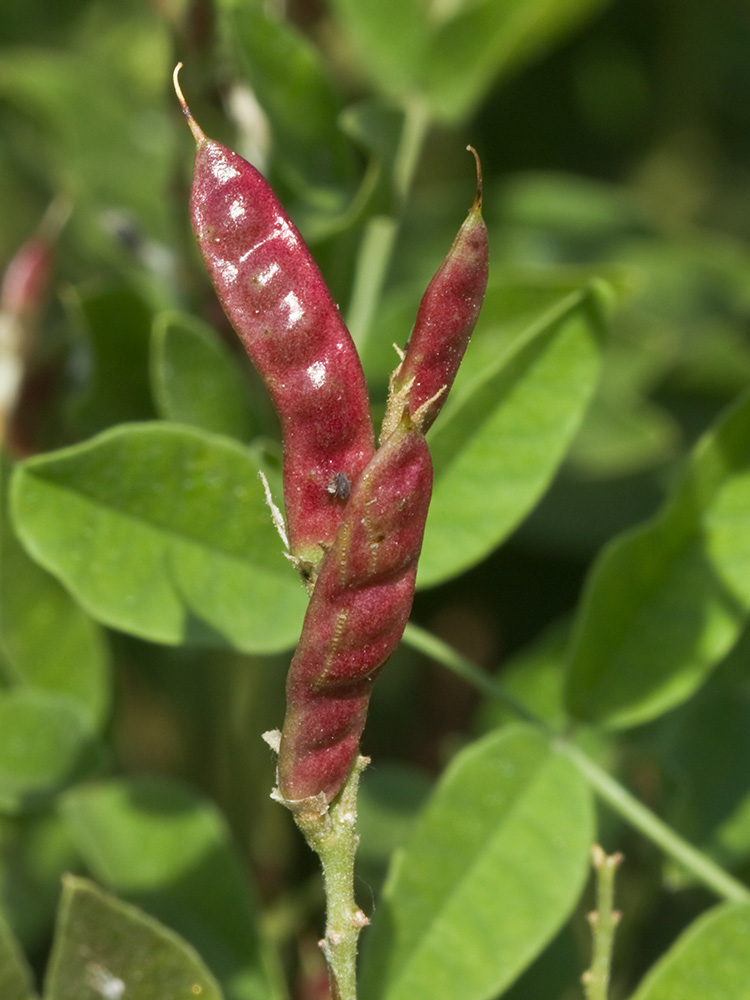 Glycyrrhiza glabra