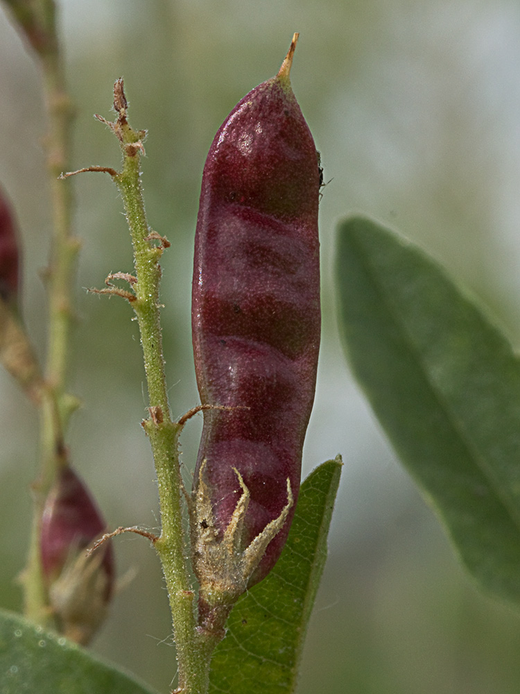 Glycyrrhiza glabra