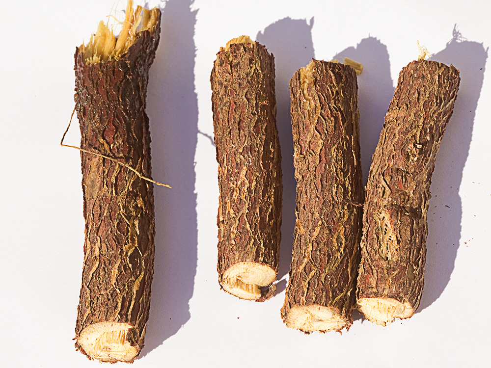 Glycyrrhiza glabra