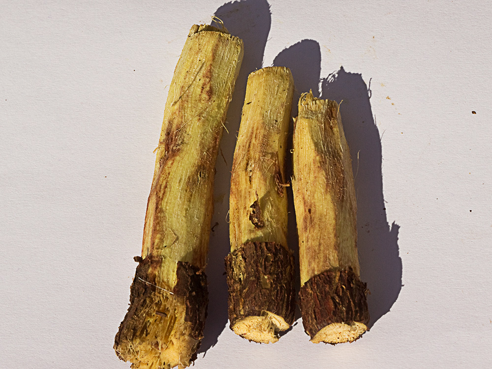 Glycyrrhiza glabra